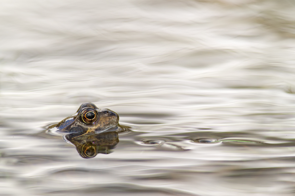 Common Frog 3